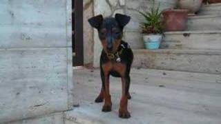 Rudy pinscher nano [upl. by Fairleigh]