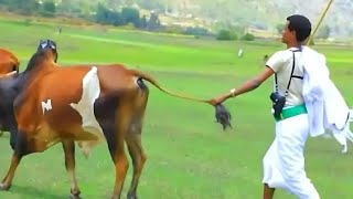 Haile Mergeta ወዲ መርጌ ደስ ኣነቐንቑ፣ ሰብ ኣዕብዱnew amazing newmusic raya wedding wedwejerat [upl. by Leonor]