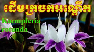 ដើមក្រចកអណ្តើកនិងរបៀបដាំHow to growing Kaempferia rotunda How to collectionKaempferia rotunda [upl. by Samtsirhc]