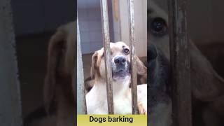 Angry dog barking sound effect26viralshorts [upl. by Stefa]