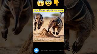 Giant Anteaters facts shorts 😱😰👆shortfeed shortvideo giantanteater [upl. by Lumbye]