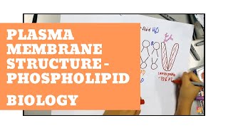 Biology  Plasma Membrane Structure  Phospholipid [upl. by Solotsopa]