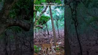 1st video is out3500step to Tirumala is sacred journey through lush forestswith divine presence [upl. by Gobert]