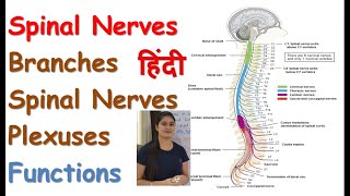 Spinal Nerves in Hindi  Spinal Nerves Branches  5 Large Spinal Nerve Plexuses  Functions [upl. by Neyrb]