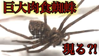 巨大肉食蜘蛛、現る⁈ 〜アシダカグモ編〜1 Heteropoda venatoria Genru [upl. by Katonah]