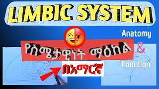 Limbic system anatomy and function in amharic በአማርኛ [upl. by Adnolrehs]