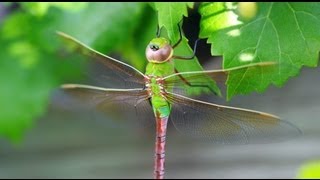 Green Darner Dragonfly [upl. by Mij]