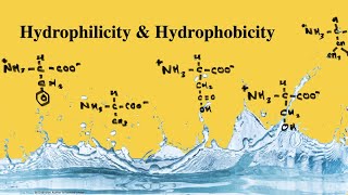 Hydrophilic and Hydrophobic Amino Acids  MCAT Biochemistry [upl. by Lissie]