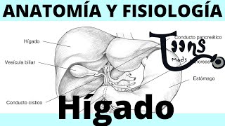 ¿Qué es el Hígado y la vesicula biliar  Anatomía y fisiología [upl. by Shalom]