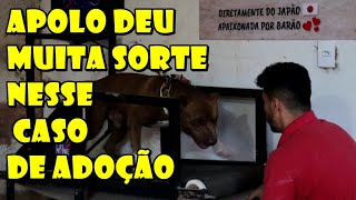 O Destino do Pitbull Apolo só podia ser esse Nem todos tem essa Sorte [upl. by Gerger113]