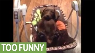 Labrador puppy chills out in baby swing [upl. by Allred813]