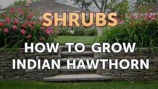 How to Grow Indian Hawthorn [upl. by Roach]