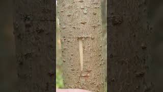 How to grafting grafting gardening [upl. by Ermin]