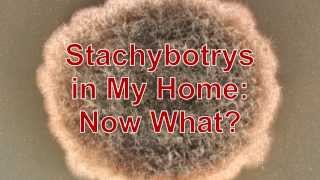 Stachybotrys in My Home Now What [upl. by Lebasi524]