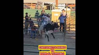 Caminante aereo vs ivan el terrible toros jaripeo rodeo ganaderos rancho bulls mascotas [upl. by Balcke]