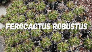 Ferocactus Robustus Um Guia Completo [upl. by Goldberg]