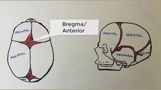 What is a cranial fontanelle What are they called When do they close [upl. by Anertal]