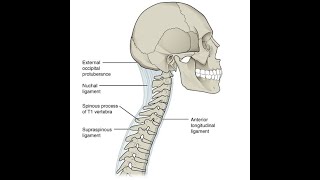 Anatomy of the Anterior longitudinal ligament of the vertebral column [upl. by Asetal121]