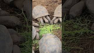 Giant tortoises chewing moringa branches [upl. by Reema]