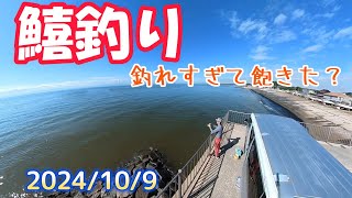 【愛知県釣り】2024109 初心者連れて鱚釣り＃225 [upl. by Ertemed603]