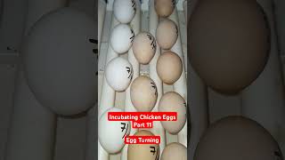 Incubating Chicken Eggs Part 11  Egg Turning [upl. by Eirehs532]