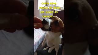 Ernesto react  quotLingua de gatoquot pets cachorro cachorrinhosengracados humor [upl. by Eelymmij]