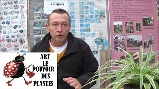 JardinageComment faire la culture et division du chlorophytum [upl. by Ifill]