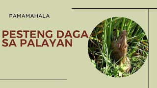 PAMAMAHALA SA PESTENG DAGA SA PALAYAN [upl. by Akfir]