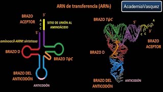 ARNt ARN de transferencia [upl. by Bocock986]