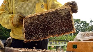 Huge Number of Bees Honey Mass Production Process by Korean Beekeeping Farm [upl. by Eimorej]