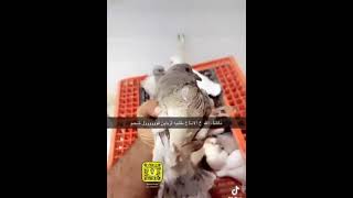 فراخ زغاليل حمام لاحم فرنسي جامبو جاهز للذبح white France pegion jambo chicks for meat [upl. by Edmanda]