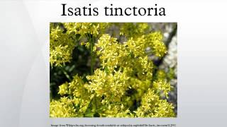 Isatis tinctoria [upl. by Sell]