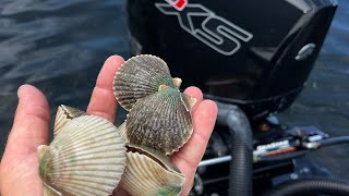 Scalloping with WFLA News Channel 8 [upl. by Kessiah589]