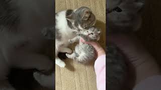 Cute Cat and little baby kitten shorts kitten cutecats babycat FunnyCats [upl. by Elledoj]