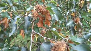 Fagus sylvatica var Interrupta Purpurea buk lesní [upl. by Ahsienod]