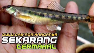 Mancing ikan uceng yang tadinya disepelekan sekarang banyak diburu karna mahal micro fishing [upl. by Nosnar621]