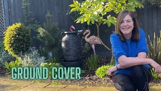 Planting Ground Cover Herbs Zinnias amp A Miniature Ficus 🌸🌺 [upl. by Llerud]