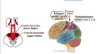 Video 207 Ascending and Descending Spinal Cord Pathways Functions Decussations and Lesion Effects [upl. by Hans859]