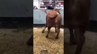 Selby Livestock Market auctioneers auctioneer auctionhouse cow [upl. by Siuqaj959]