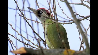 1362 Žluna zelená European Green Woodpecker Grünspecht Groene specht Зелёный дятел [upl. by Leavitt]