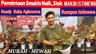 harga aglonema koleksian istimewa mewah Permintaan makin naik stok dan ID makin istimewa Adib TP [upl. by Nareht]