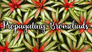 Propagating Bromeliads How To Remove amp Pot Up Bromeliad Pups  Joy Us Garden [upl. by Anrym]