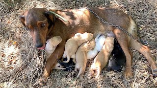 Mama dog chained and abandoned with newborn puppies [upl. by Urbano]