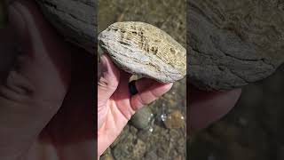 A Big Petoskey Stone Hexagonaria Fossil [upl. by Wolfgang]