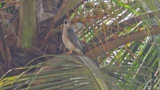 Diwali greetings from majestic royal SHIKRA Tachyspiza badia or Accipiter badius in Mapusa [upl. by Debra]