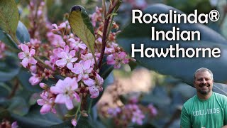 Rosalinda® Indian Hawthorne  Raphiolepis indica [upl. by Elleimac]