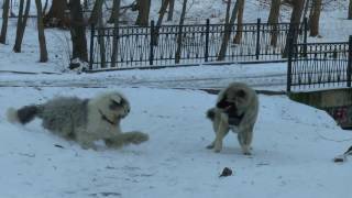 Кавказская овчарка и бобтейл Caucasian Shepherd Dog and Bobtail [upl. by Neltiac]