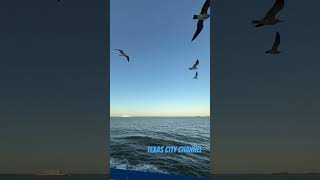 Galveston Ferry Ride along with Seagulls ❤️🌊🕊️🥰 travel love yt youtubeshorts viralvideo [upl. by Enyaz]