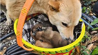 Stray dog mom led me to her hidden litter begged me to help her babies [upl. by Belmonte165]