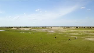 Chinas 8th largest desert turns green [upl. by Buatti]